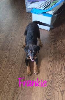 Frankie -  Rottweiler and Australian Shepherd Dog for Adoption in Warren, Michigan - Frankie | PetCurious