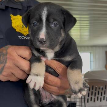 Gyrlee -  Pit Bull Terrier and Mixed Breed Dog for Adoption in Detroit Lakes, Minnesota - Gyrlee | PetCurious
