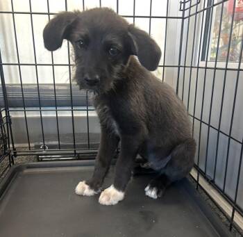 Boulevardier -  Terrier and Cattle Dog Dog for Adoption in Fort Lupton, Colorado - Boulevardier | PetCurious
