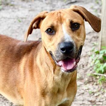 Edamame -  Mixed Breed Dog for Adoption in Milton, Florida - Edamame | PetCurious