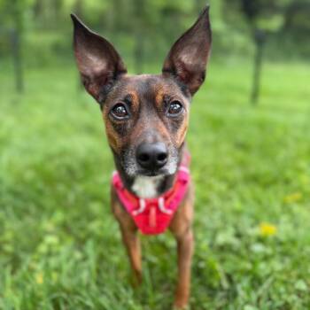 Cashew Rose (Bonded with Peanut) -  Mixed Breed and Chihuahua Dog for Adoption in Madison, Wisconsin - Cashew Rose (Bonded With Peanut) | PetCurious