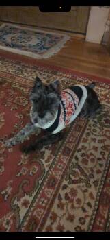 Miniature Schnauzer Dogs Available for Adoption - Maggie May | PetCurious