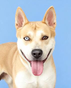 MIKEY -  Husky Dog for Adoption in Pasadena, California - MIKEY | PetCurious