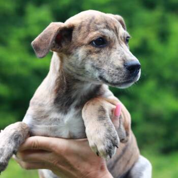 Mountain Cur and Mixed Breed Dogs Available for Adoption in Stormville, New York - CT Tiger | PetCurious