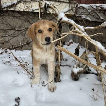 Great Pyrenees and Labrador Retriever Dogs Available for Adoption - Waco | PetCurious
