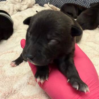 Terrier and Mixed Breed Dogs Available for Adoption in Ontario, California - PINK COLLAR - NEEDS A FOSTER | PetCurious