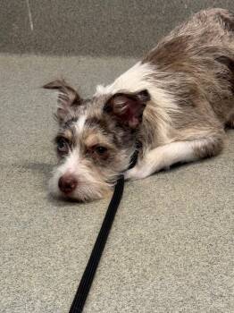 Terrier and Australian Shepherd Dogs Available for Adoption in Bloomington, Indiana - Moana | PetCurious