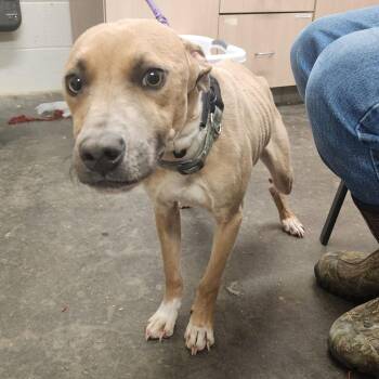 Mixed Breed Dogs Available for Adoption in Evensville, Tennessee - Dante | PetCurious