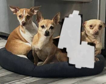 Chihuahua Dogs Available for Adoption - Chi