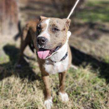 American Staffordshire Terrier Dogs Available for Adoption - SHAYLA | PetCurious