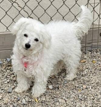 Misty -  Bichon Frise and Poodle Dog for Adoption in Salt Lake City, Utah - Misty | PetCurious