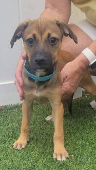 Isabella Pup - Cristina -  Dachshund and Labrador Retriever Dog Available for Adoption in Pompano Beach, Florida - Isabella Pup - Cristina | PetCurious