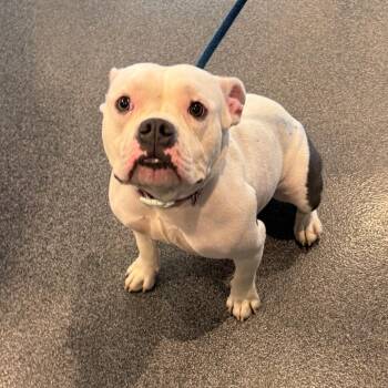 LVH-Stray-14690 -  Mixed Breed Dog for Adoption in Allentown, Pennsylvania - LVH-Stray-14690 | PetCurious
