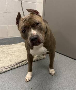 CHEVY -  Pit Bull Terrier Dog for Adoption in Indianapolis, Indiana - CHEVY | PetCurious