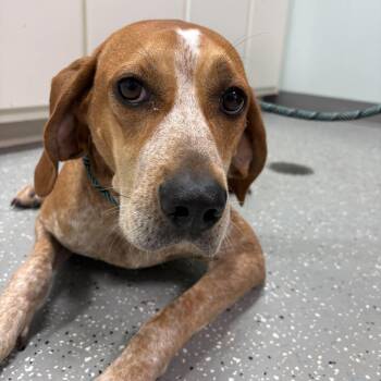 Freida -  Hound Dog for Adoption in Bardstown, Kentucky - Freida | PetCurious