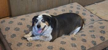 Beagle Dogs Available for Adoption in Tucson, Arizona - COURTESY POST Harry | PetCurious