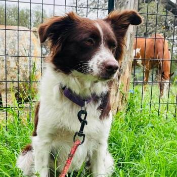 Australian Shepherd Dogs Available for Adoption in Boerne, Texas - Marcy | PetCurious