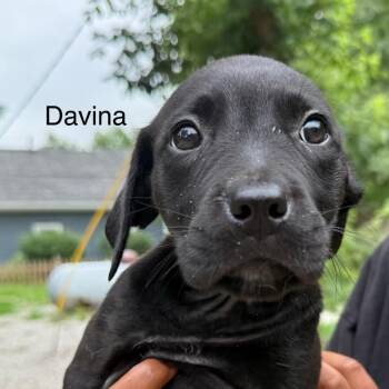 Davina -  Golden Retriever and Pit Bull Terrier Dog for Adoption in Kansas City, Missouri - Davina | PetCurious