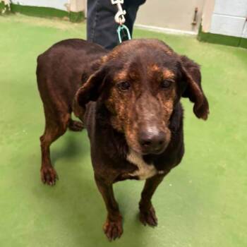 Hound Dogs Available for Adoption - Frammie - At Shelter Available 2/24 | PetCurious