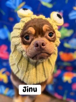 Mixed Breed Dogs Available for Adoption in Dunmore, Pennsylvania - Jinu | PetCurious