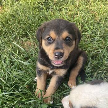 Huch (Rubblish) -  Hound and Mixed Breed Dog for Adoption in Fairfax Station, Virginia - Huch (Rubblish) | PetCurious