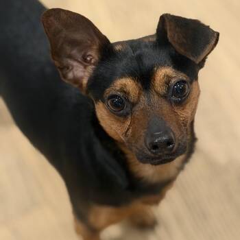 Miniature Pinscher Dogs Available for Adoption in Ridgefield, Washington - Mr. Sugar Nut Mello | PetCurious