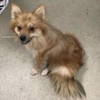 Rescue Pomeranian Dogs for Adoption in Garland, Texas - Harper 2025 | PetCurious