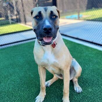 Mastiff Dogs Available for Adoption in Los Angeles, California - Cleo A2252821 | PetCurious