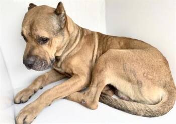 Pit Bull Terrier and Mixed Breed Dogs Available for Adoption in Houston, Texas - A657113 | PetCurious