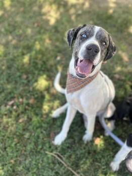 Rescue Great Dane Dogs for Adoption in Bullard, Texas - Ridoc | PetCurious
