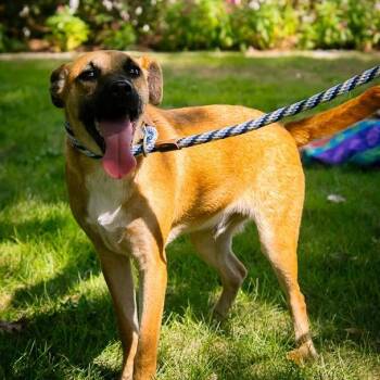 Brooks and Miles -  Chihuahua Dog for Adoption in Houston, Texas - Brooks And Miles | PetCurious