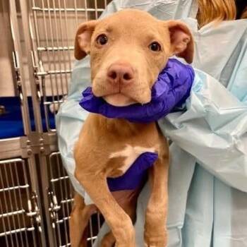 Brigette (p) -  Mixed Breed Dog for Adoption in New York, New York - Brigette (p) | PetCurious