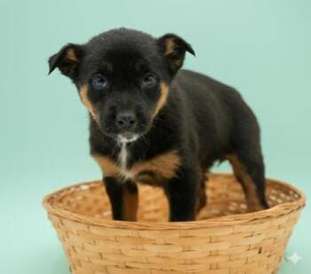 Australian Shepherd Dogs Available for Adoption - GummyBear | PetCurious