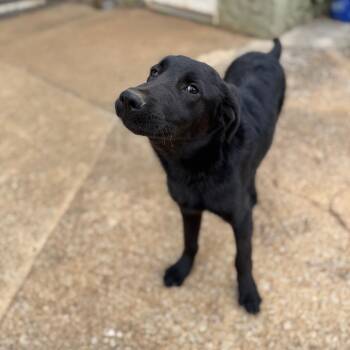 Flat Coated Retriever and Black Labrador Retriever Dogs Available for Adoption in Brownsboro, Alabama - Aleks | PetCurious