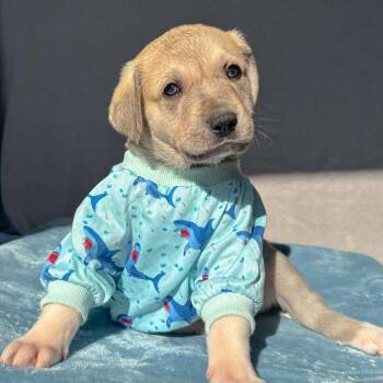 Anatolian Shepherd and Mixed Breed Dogs Available for Adoption in St. Peters, Missouri - Collin | PetCurious