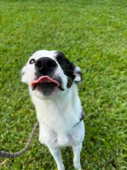 Baby Love -  Collie and Mixed Breed Dog for Adoption in Sebastian, Florida - Baby Love | PetCurious