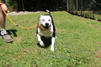 American Bulldog Dogs Available for Adoption - Panda | PetCurious
