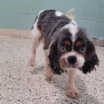 Benji 6615 -  Cavalier King Charles Spaniel Dog Available for Adoption in Loxahatchee Groves, Florida - Benji 6615 | PetCurious