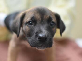 Terrier and Mixed Breed Dogs Available for Adoption in Portland, Oregon - Mr. Johnson | PetCurious