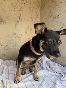 Mika -  Terrier and Mixed Breed Dog for Adoption in Honolulu, Hawaii - Mika | PetCurious