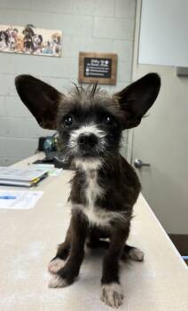 Rescue Terrier and Mixed Breed Dogs for Adoption in Madera, California - Captain | PetCurious