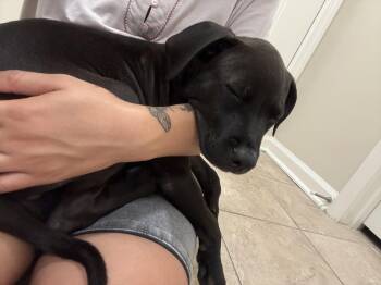 Cyrus- stormie litter -  American Staffordshire Terrier and Black Labrador Retriever Dog for Adoption in Holly Springs, North Carolina - Cyrus- Stormie Litter | PetCurious