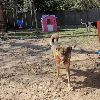 German Shepherd Dog Dogs Available for Adoption - Lola #A-140594  | PetCurious