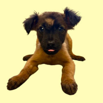 Rescue Shepherd and Collie Dogs for Adoption in Tuscaloosa, Alabama - TUSC-Stray-82713_2_3 | PetCurious