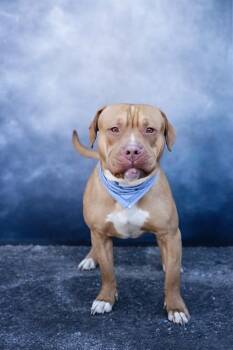 Pit Bull Terrier Dogs Available for Adoption - SLIM JIM | PetCurious