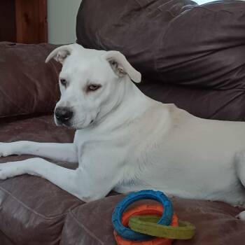 Rescue Labrador Retriever and Yellow Labrador Retriever Dogs for Adoption in Coldwater, Michigan - Winter | PetCurious