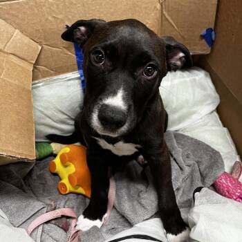 Terrier Dogs Available for Adoption in Tampa, Florida - Churi | PetCurious