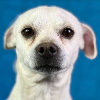 Chihuahua Dogs Available for Adoption - Reese: Gentle, Friendly Cutie | PetCurious
