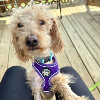 Crumble -  Miniature Poodle Dog for Adoption in Phoenixville, Pennsylvania - Crumble | PetCurious
