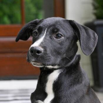 Labrador Retriever Dogs Available for Adoption in Franklin, Tennessee - PUPPY BROCK | PetCurious